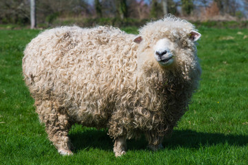 sheep grazing on grass in farmland