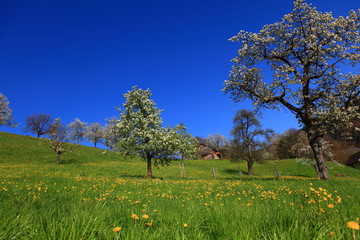 Kirschblütenzeit in Fraxern
