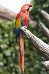 ara macaw parrot on its perch