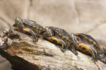 Turtles in a row