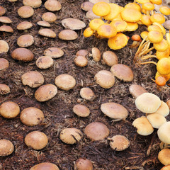 Group of mushrooms in a forest