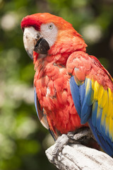 ara macaw parrot on its perch