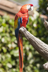 ara macaw parrot on its perch