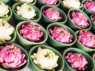 Thai traditional  folded white and pink lotus  in small green ce