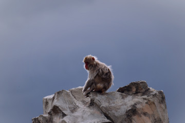 サル