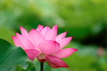 Obraz premium 蓮の花