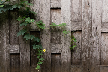 Small Yellow Flower on Old Wooden Teak Wall