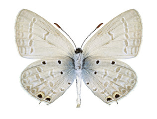 Butterfly Euchrysops cnejus (male) (underside)