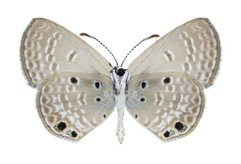 Butterfly Chilades galba (male) (underside)