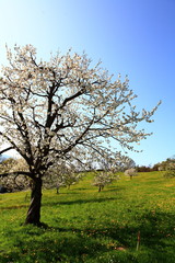Kirschblütenzeit in Fraxern