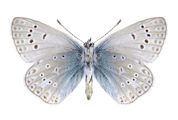Butterfly Polyommatus venus (male) (underside)