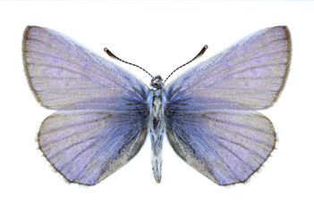 Butterfly Polyommatus venus (male)