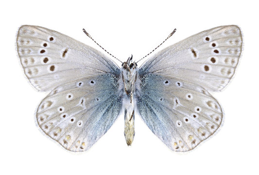Butterfly Polyommatus venus (male) (underside)