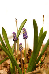 Armenische Traubenhyazinthe