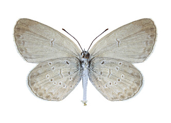 Butterfly Zizina otis (underside)