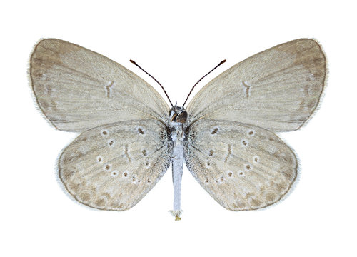 Butterfly Zizina Otis (underside)