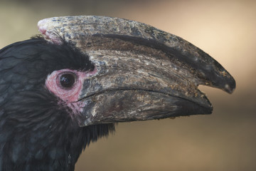 vulture