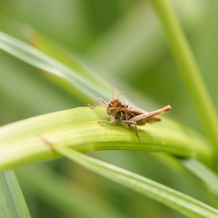 Ah, Grasshopper