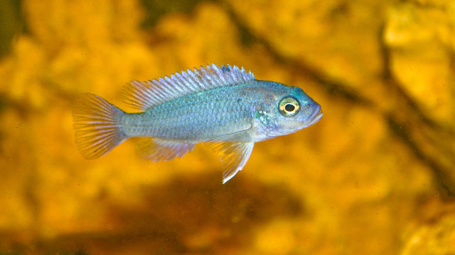 Juvenile Cobalt Blue Zebra