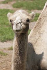 Obraz premium camel