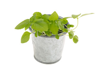 Basil seedlings