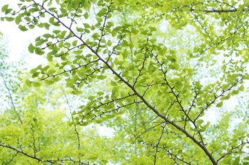 新緑のイチョウ