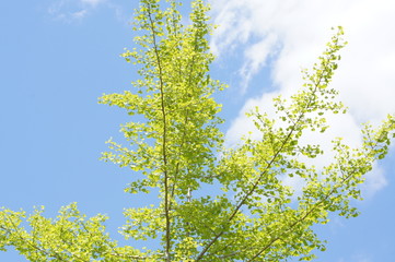 新緑のイチョウ