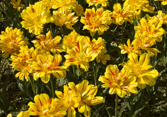 Fototapeta premium Yellow tulips