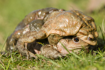 Mating of toads