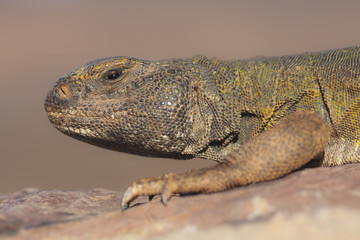 Moroccan spiny-tailed lizard (Uromastyx acanthinura)