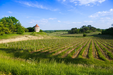 Fototapeta na wymiar Vine shoots in spring-Vineyard south west of France, Bordeaux Vi