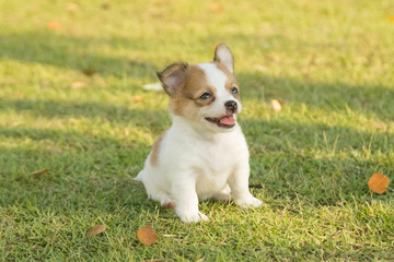 Portrait of chihuahua puppy in green nature