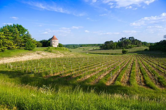 Vine Shoots In Spring-Vineyard South West Of France, Bordeaux Vi