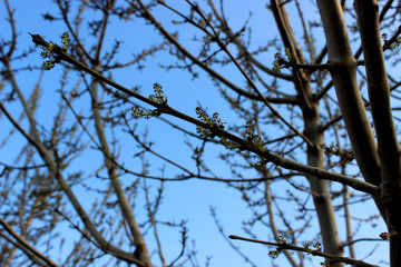 Fototapeta na wymiar growing tree in spring