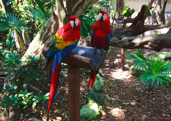The couple of colorful parrots macaws in Xcaret park Mexico