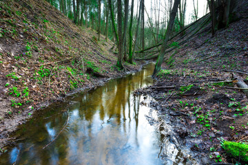 Small river in springtime forest
