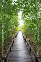 Fototapeta na wymiar wood way bridge in natural mangrove forest