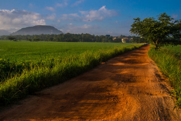 Fototapeta na wymiar path between rice fields in Sri Lanka, on background mountain