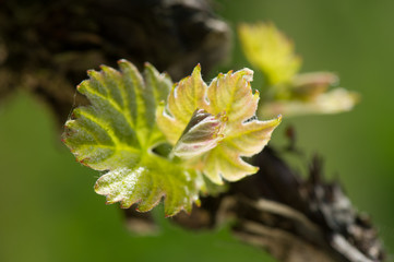 Vine Leaf in spring-Vineyard south west of France, Bordeaux Vine