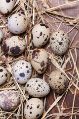 Obraz premium quail eggs