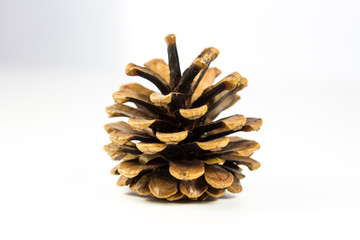 Fir Cone (Strobilus)