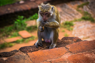 monkey sitting in Sigiriya and eats, Sri Lanka