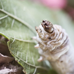 silkworm walking in the mulberry green leaf