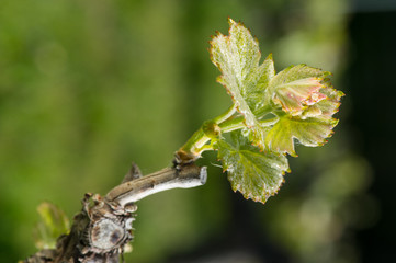 Vine Leaf in spring-Vineyard south west of France, Bordeaux Vine
