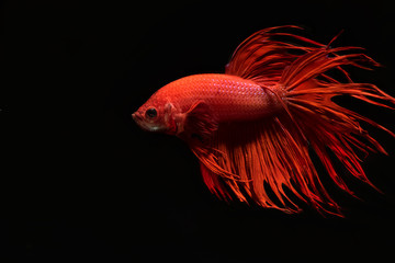 Fototapeta premium siamese fighting fish