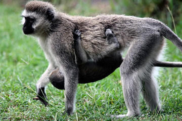 Vervet Monkey