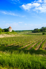 Fototapeta na wymiar Vineyard landscape-Bordeaux vineyard in spring