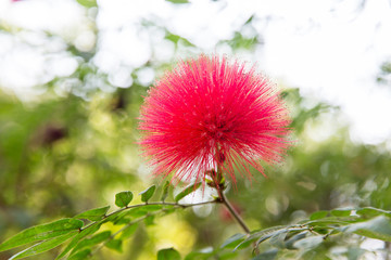 beautiful exotic flower