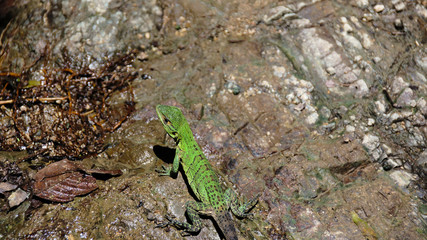 Lizard