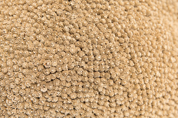 dry flowers texture